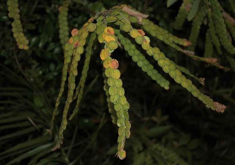Phyllodium longipes, photographed by portioid