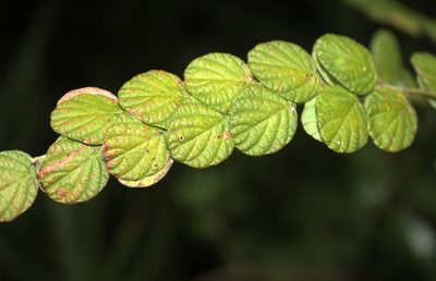 Phyllodium longipes, photographed by portioid