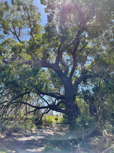 Eucalyptus sieberi, photographed by libby hepburn