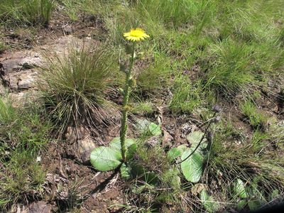 Berkheya rhapontica, photographed by James Deacon