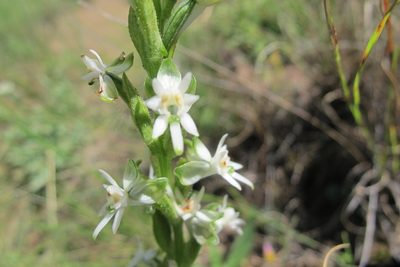 Habenaria dives, photographed by James Deacon