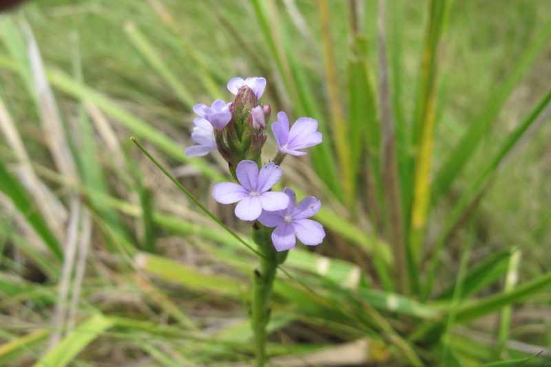 Buchnera simplex, photographed by James Deacon