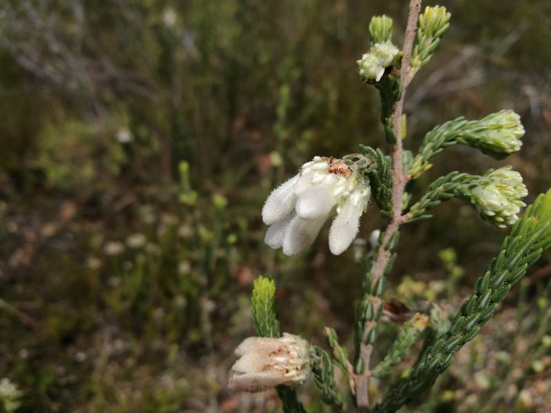 Erica pectinifolia, photographed by chrishorak
