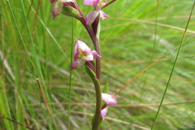 Disperis tysonii, photographed by James Deacon