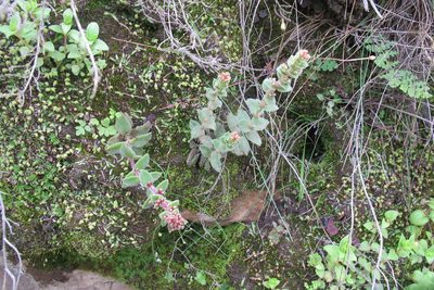 Crassula obovata, photographed by James Deacon