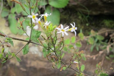 Chaenostoma floribundum, photographed by James Deacon