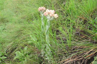 Helichrysum appendiculatum, photographed by James Deacon