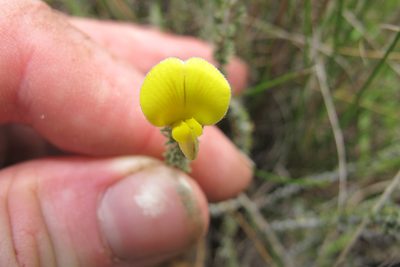 Aspalathus chortophila, photographed by James Deacon