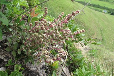 Crassula obovata, photographed by James Deacon