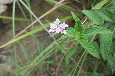 Lantana rugosa, photographed by James Deacon