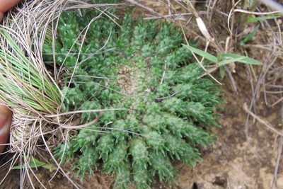 Euphorbia flanaganii, photographed by James Deacon