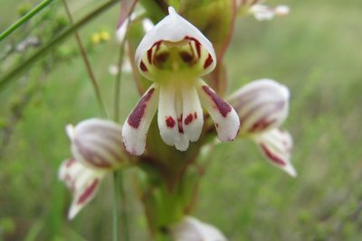 Satyrium sphaerocarpum, photographed by James Deacon