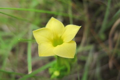 Exochaenium grande, photographed by James Deacon
