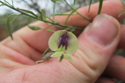 Psoralea oligophylla, photographed by James Deacon