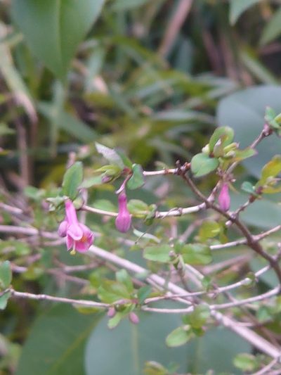 Lonicera gracilipes, photographed by WATANABE Hitoshi 渡辺仁