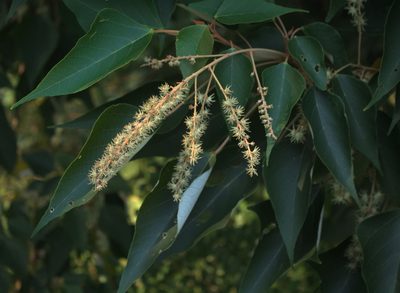 Mallotus apelta, photographed by portioid