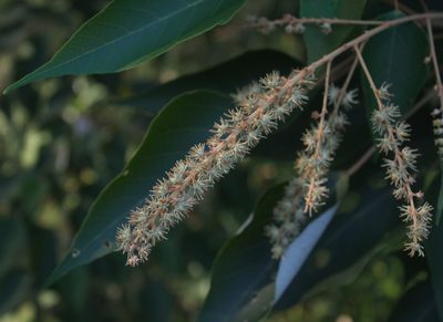 Mallotus apelta, photographed by portioid