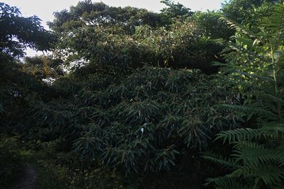 Mallotus apelta, photographed by portioid