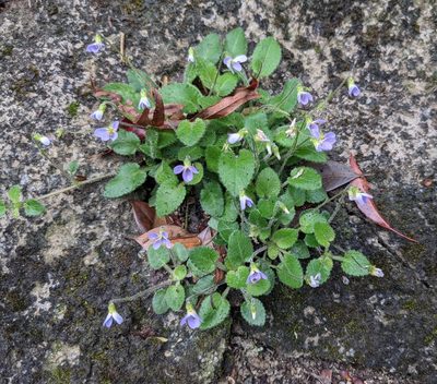 Viola diffusa, photographed by portioid