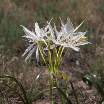 Crinum flaccidum, photographed by Kym Nicolson