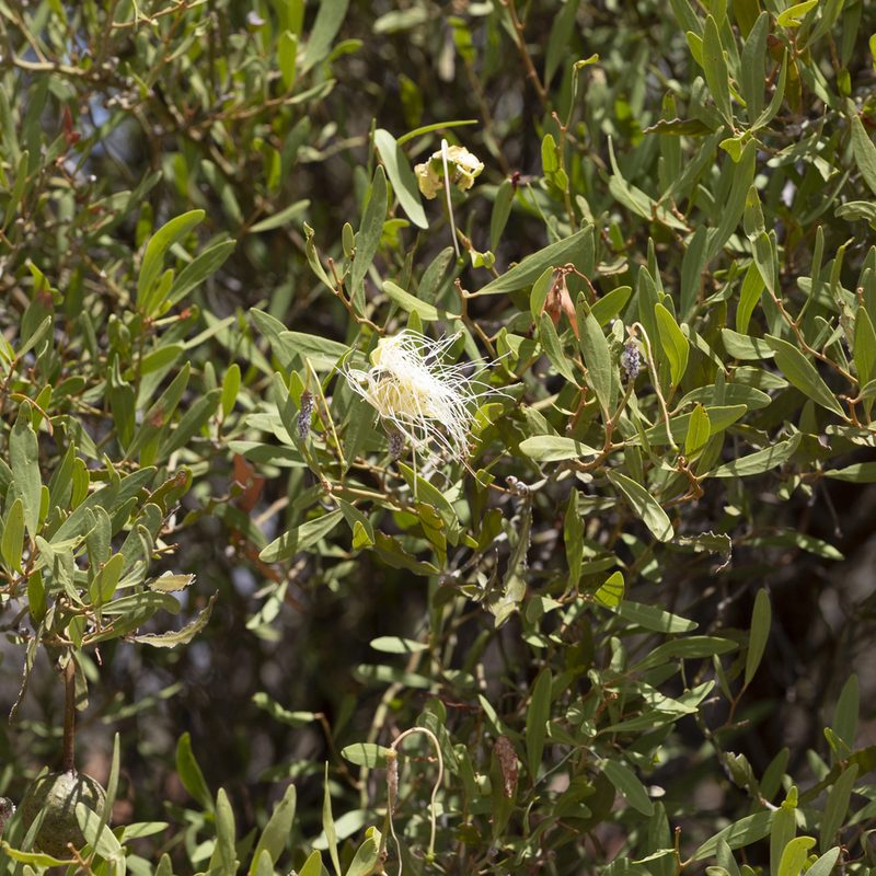 Capparis loranthifolia, photographed by Kym Nicolson