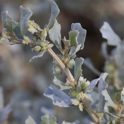 Atriplex muelleri, photographed by Kym Nicolson