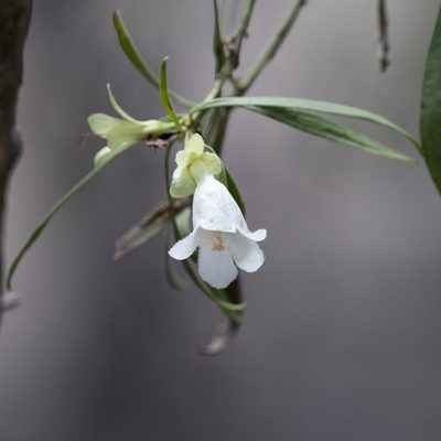 Eremophila mitchellii, photographed by Kym Nicolson