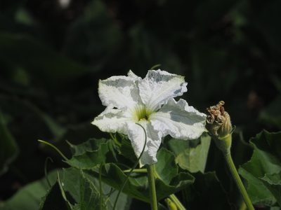 Lagenaria siceraria, photographed by 葉子