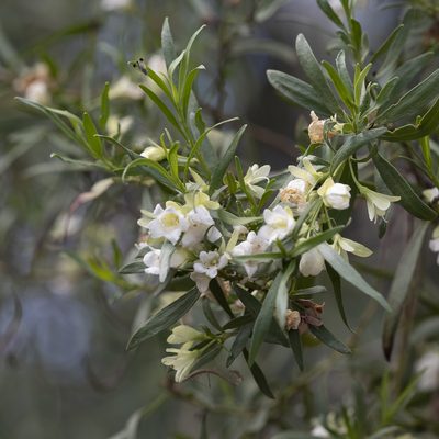 Eremophila mitchellii, photographed by Kym Nicolson