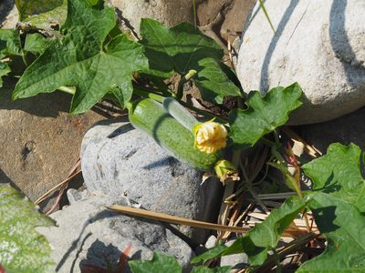Luffa aegyptiaca, photographed by 葉子