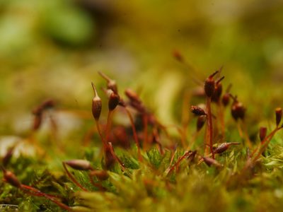 Tortula truncata, photographed by Alexis Tinker-Tsavalas