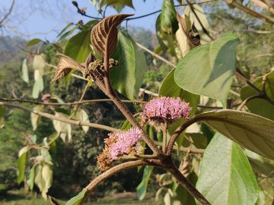 Callicarpa tomentosa, photographed by T R Shankar Raman