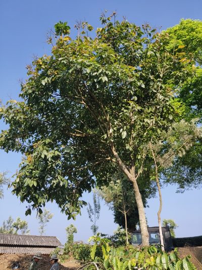 Sapindus trifoliatus, photographed by T R Shankar Raman