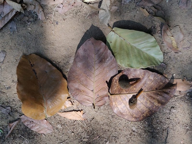 Artocarpus hirsutus, photographed by T R Shankar Raman