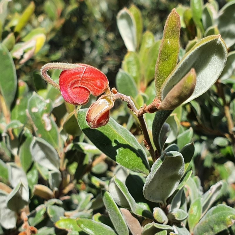 Grevillea arenaria, photographed by ronavery
