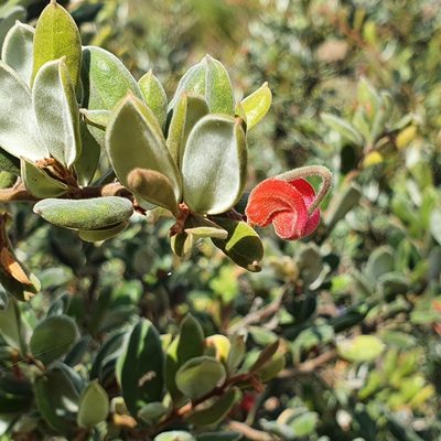 Grevillea arenaria, photographed by ronavery