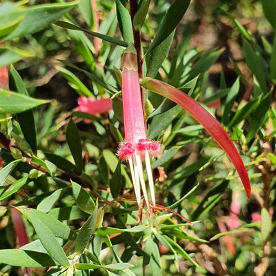 Styphelia triflora, photographed by ronavery