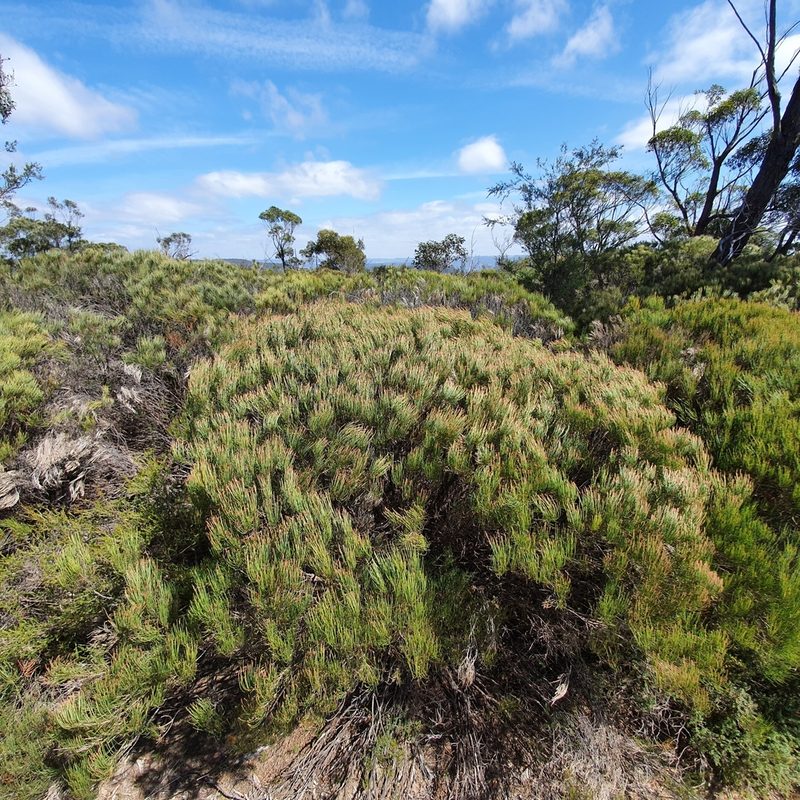 Allocasuarina nana, photographed by ronavery
