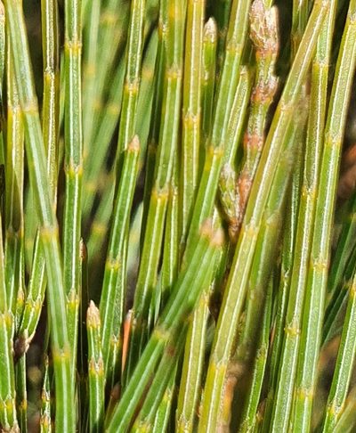Allocasuarina nana, photographed by ronavery