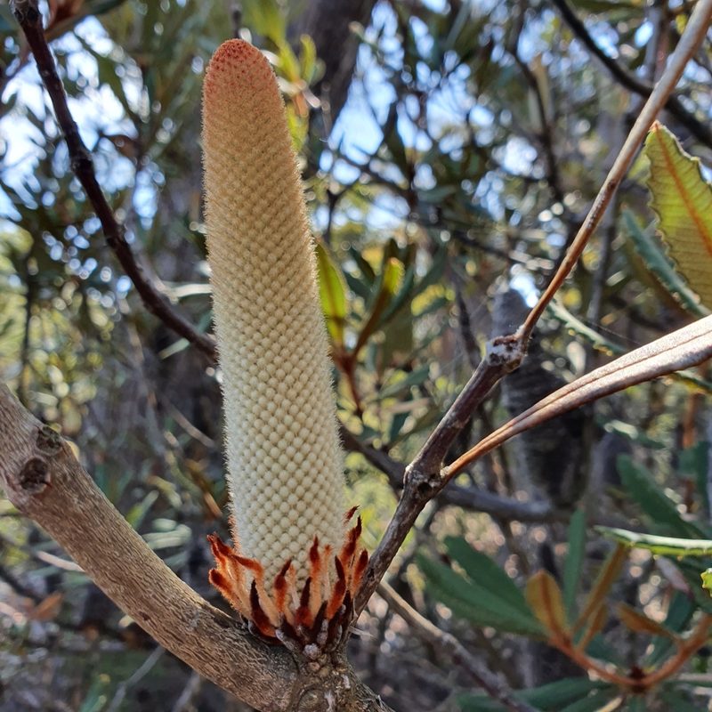 Banksia penicillata, photographed by ronavery