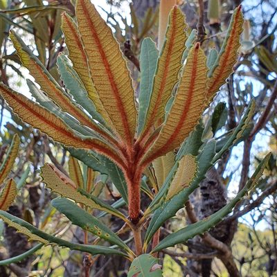 Banksia penicillata, photographed by ronavery