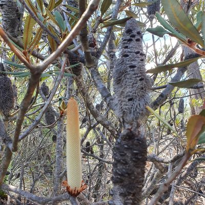 Banksia penicillata, photographed by ronavery
