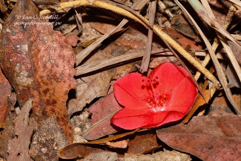 Hibiscus rhodanthus, photographed by i_c_riddell