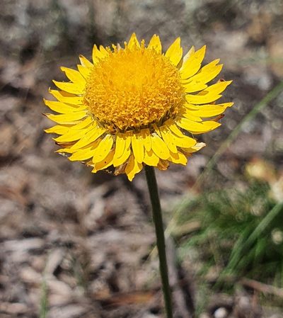 Leucochrysum graminifolium, photographed by ronavery