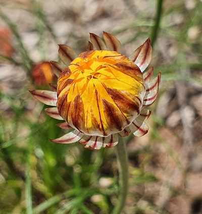Leucochrysum graminifolium, photographed by ronavery
