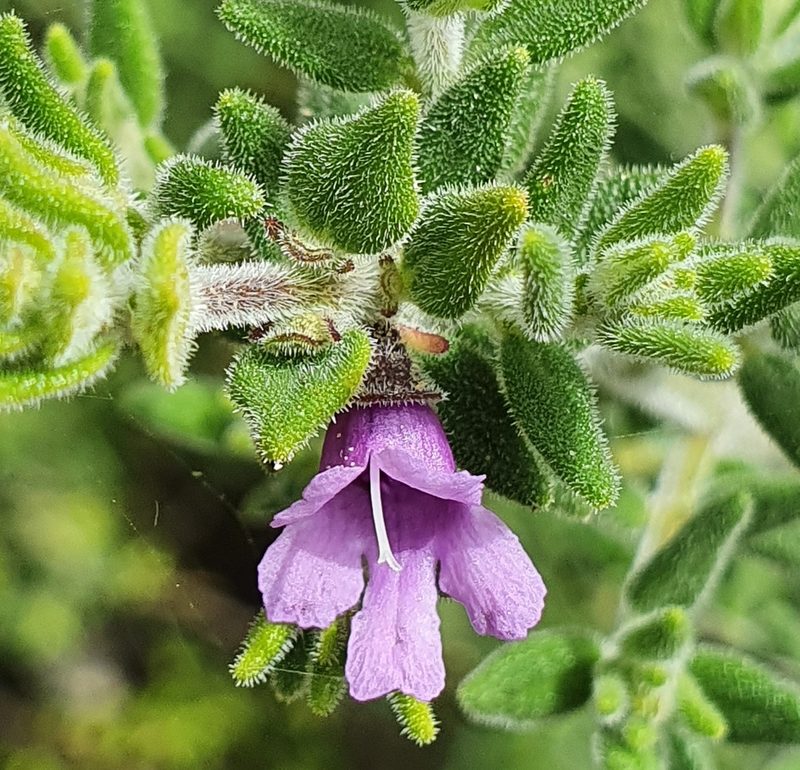 Prostanthera stricta, photographed by ronavery