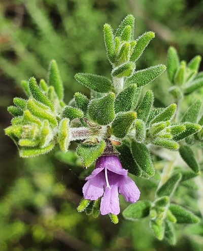 Prostanthera stricta, photographed by ronavery