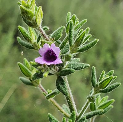 Prostanthera stricta, photographed by ronavery