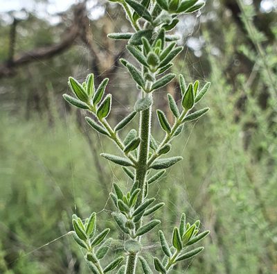 Prostanthera stricta, photographed by ronavery