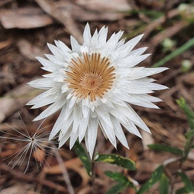 Helichrysum leucopsideum, photographed by ronavery